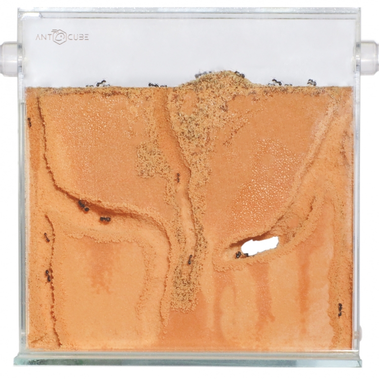 ANTCUBE - Digfix Terra nidum Platte 20x20 - L - beige
